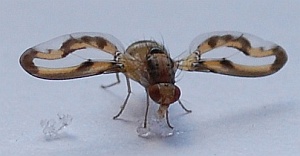 Funny Fly