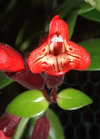 red flower 