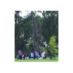tree.bmp