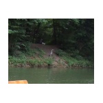 puntwildlife3.jpg