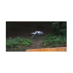 puntwildlife5.jpg
