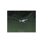 puntwildlife6.jpg