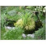 pond2.gif
